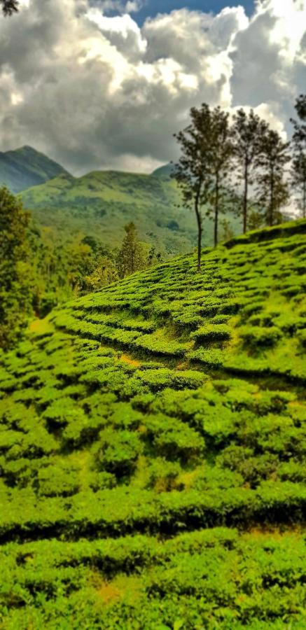 Wooden Cottages Glen WayanadMeppādi エクステリア 写真