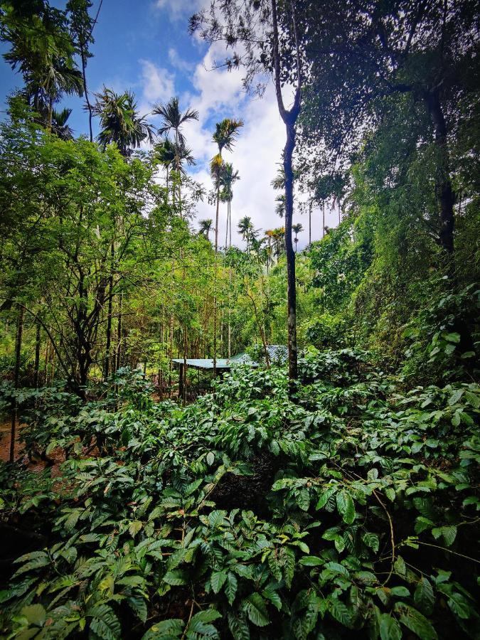 Wooden Cottages Glen WayanadMeppādi エクステリア 写真