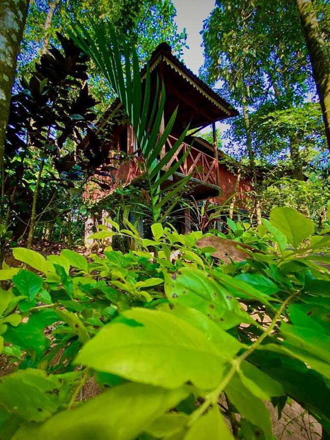 Wooden Cottages Glen WayanadMeppādi エクステリア 写真