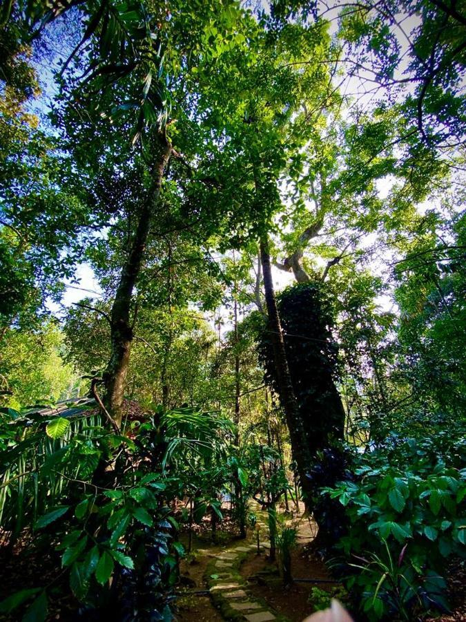 Wooden Cottages Glen WayanadMeppādi エクステリア 写真